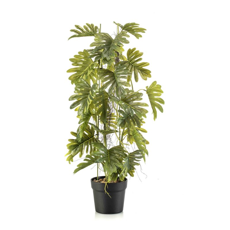 Philodendron on stem in pot 80cm