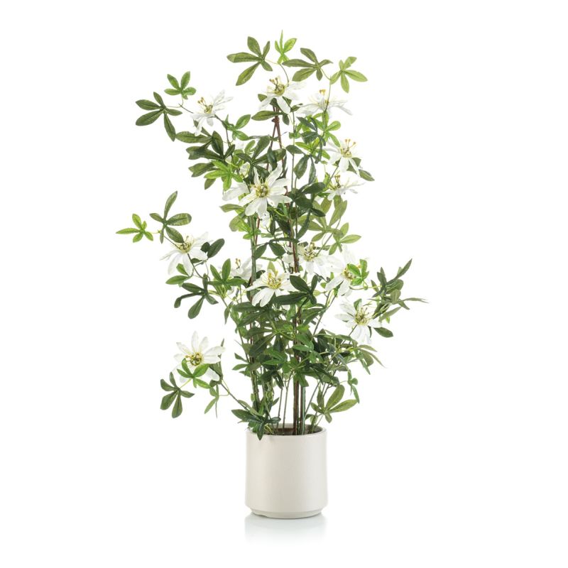 Passion flower pyramid white in pot 95cm