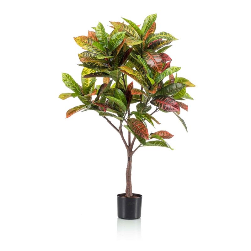 Croton plant 120cm