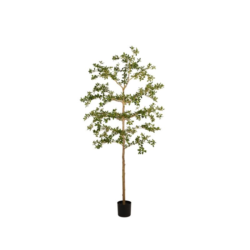 Bucida tree deluxe 210cm (knock down packing)
