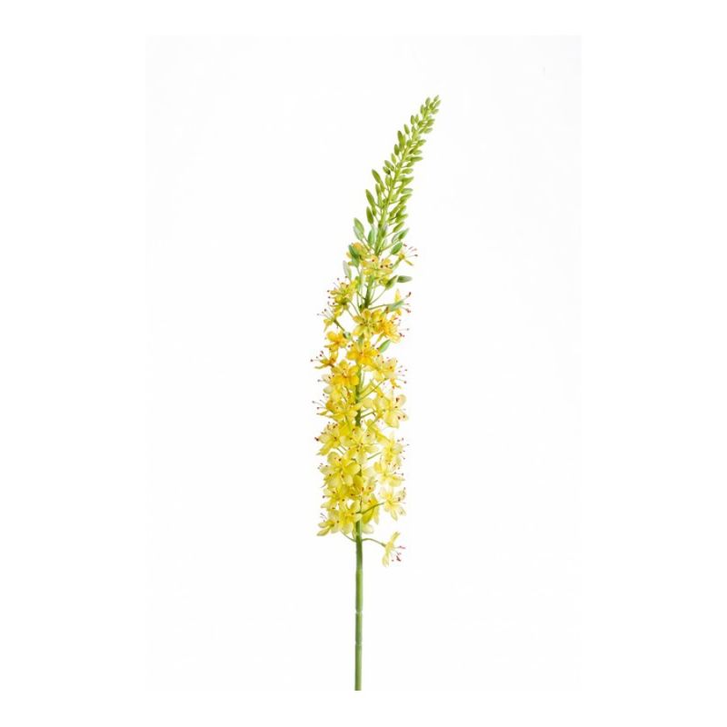 Eremurus spray yellow 105cm