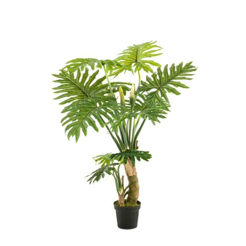 Philodendron plant 130cm (knock down packing)