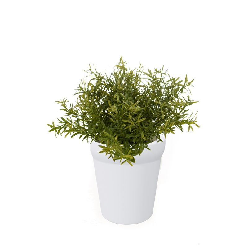Rosemary bush lt green 22cm in white pot