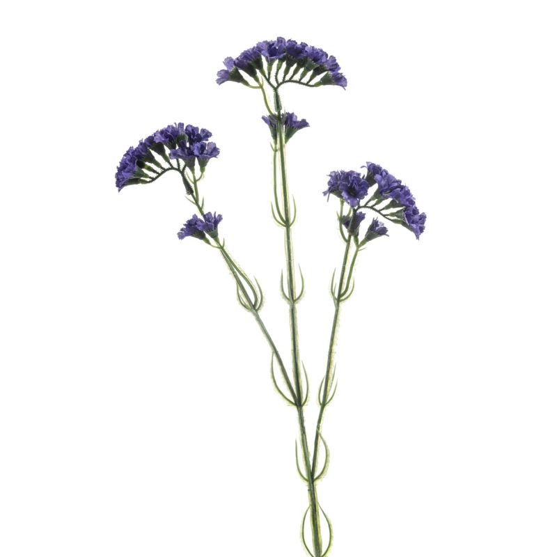 Statice spray purple 62cm
