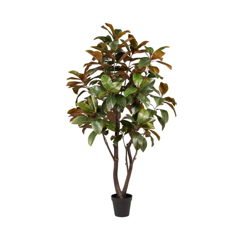 Magnolia tree 200cm (knock down packing)