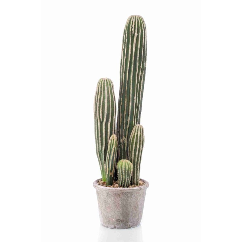Cactus san pedro in grey pot 57cm
