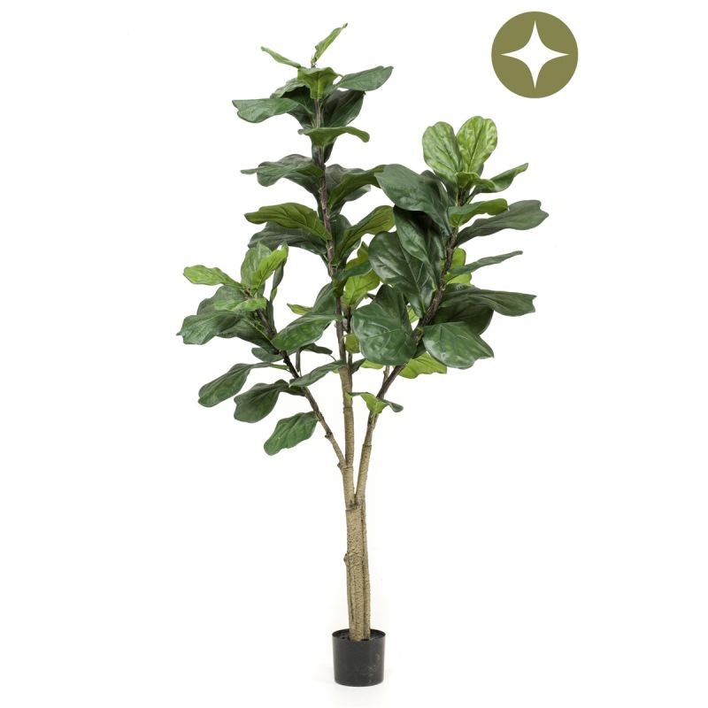 Ficus lyrata tree 180cm (knock down packing)