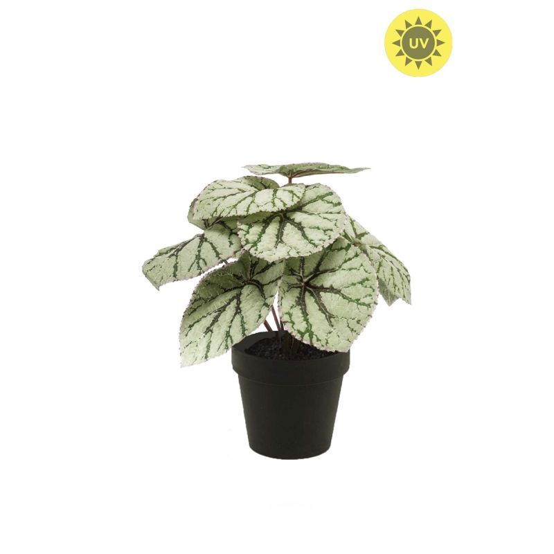 Begonia leaves bush UV grey 26cm in black pot
