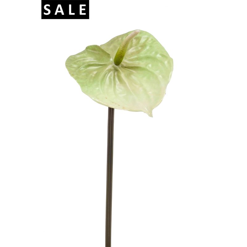 Anthurium spray lt green 65cm