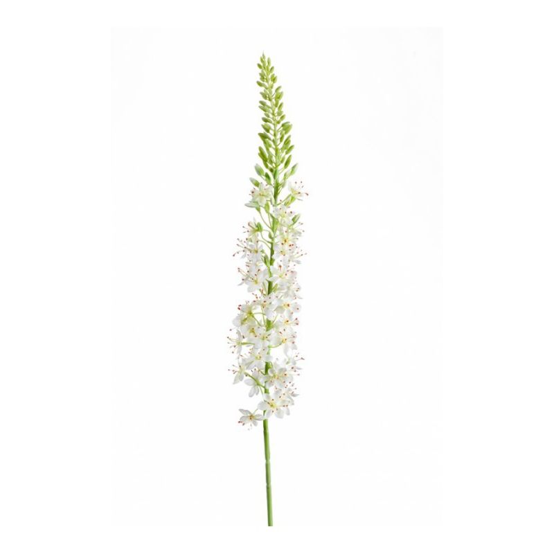 Eremurus spray cream 105cm