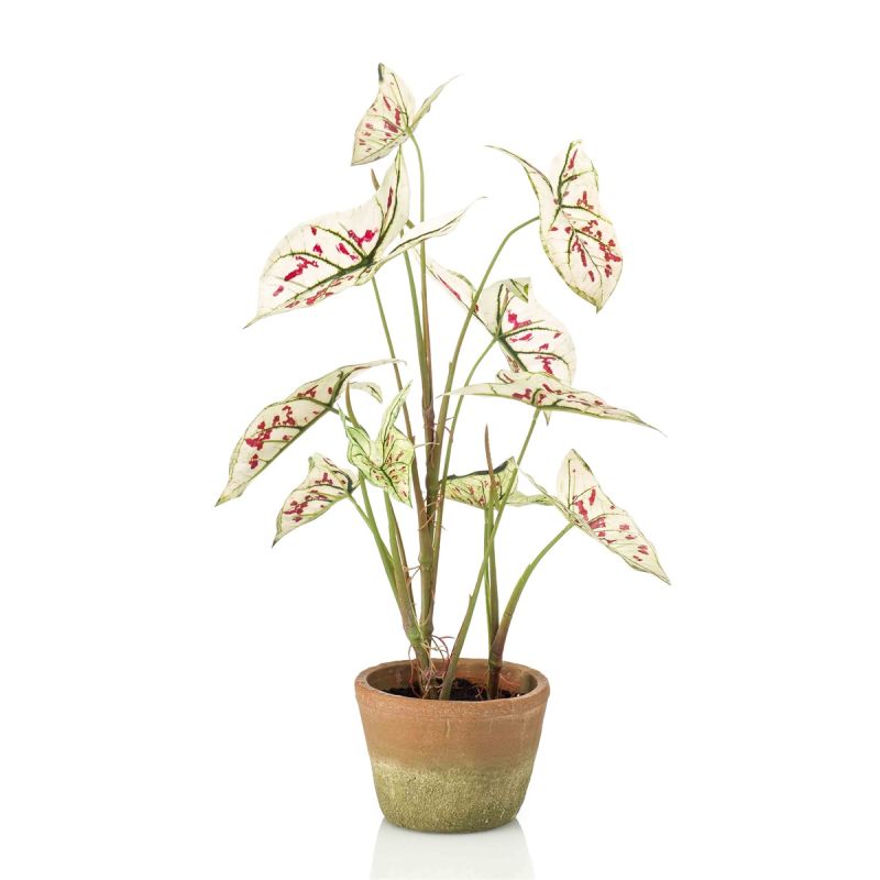 Caladium cream/red in aged pot 60cm