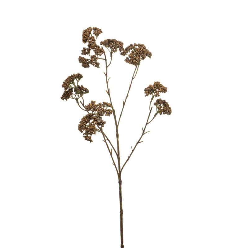 Achillea spray brown 60cm