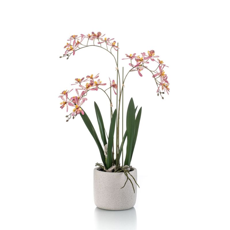 Renanthera orchid pink in pot 56cm