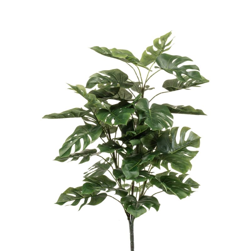 Monstera bush x3 70cm
