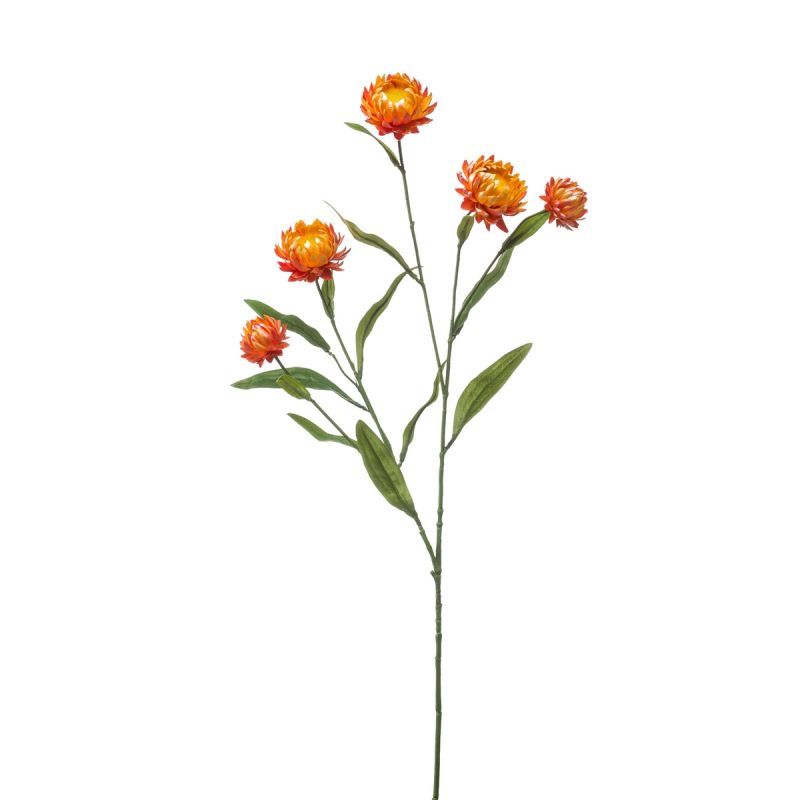 Xerochrysum spray orange 70cm