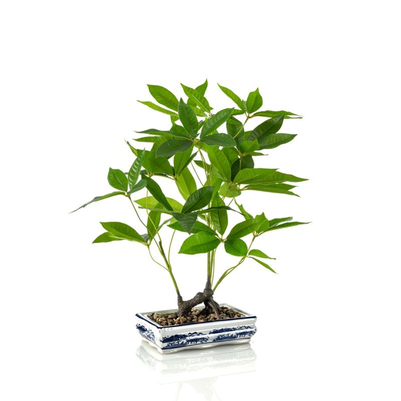 Pachira bonsai in ceramic plate 62cm