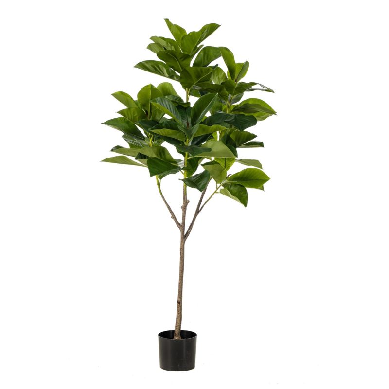Ficus benghalensis tree 140cm