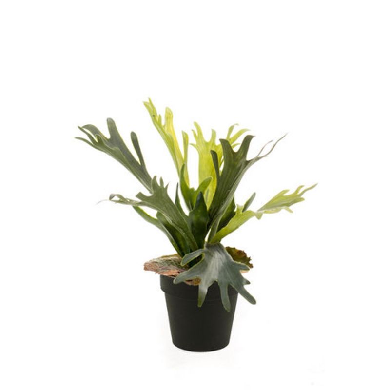 Fern staghorn green/lt brown 35cm in black pot