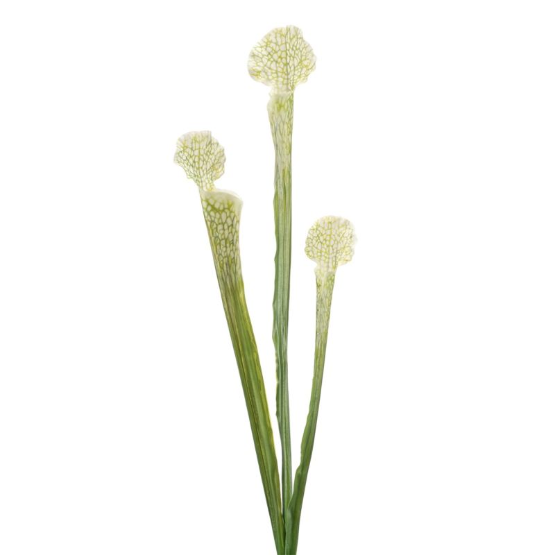 Dionaea spray white 63cm