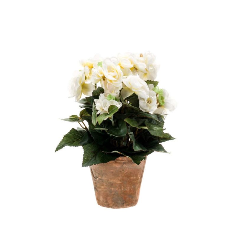 Begonia bush cream 30cm in tc pot aged