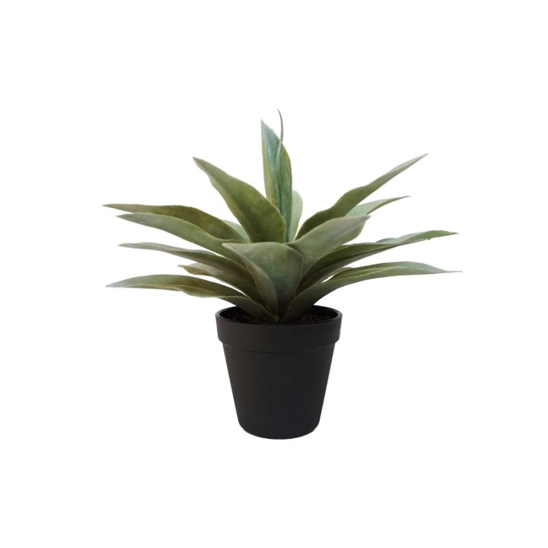 Agave bush grey 27cm in black pot
