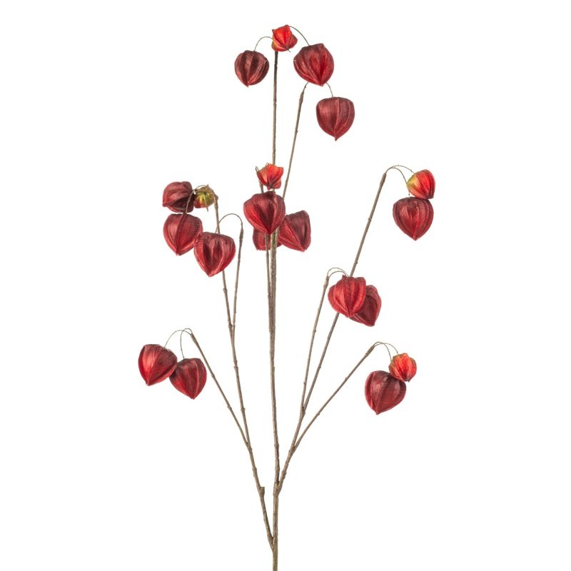 Physalis spray x10 burgundy 110cm
