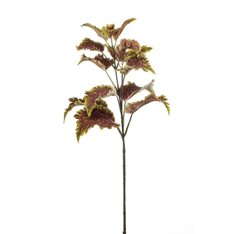 Coleus spray mauve 65cm