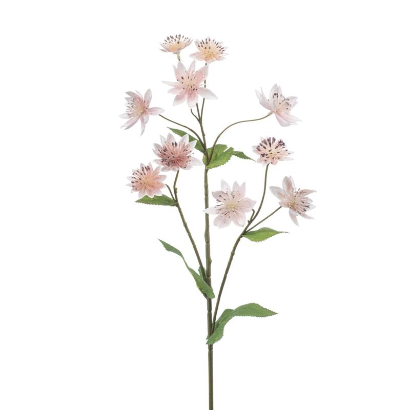 Astrantia spray lt pink 70cm