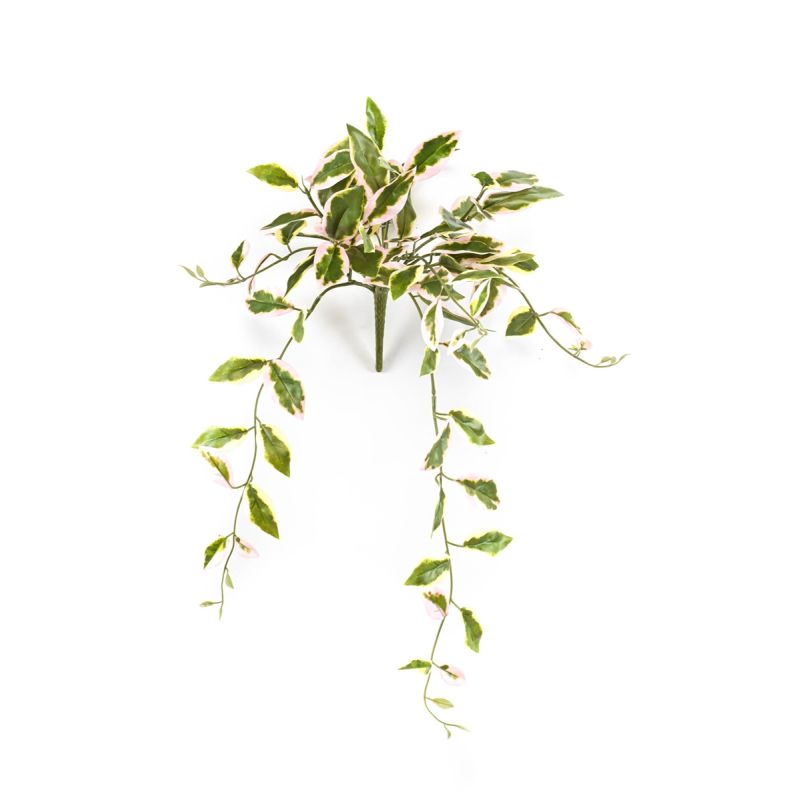 Hoya hanging bush 50cm