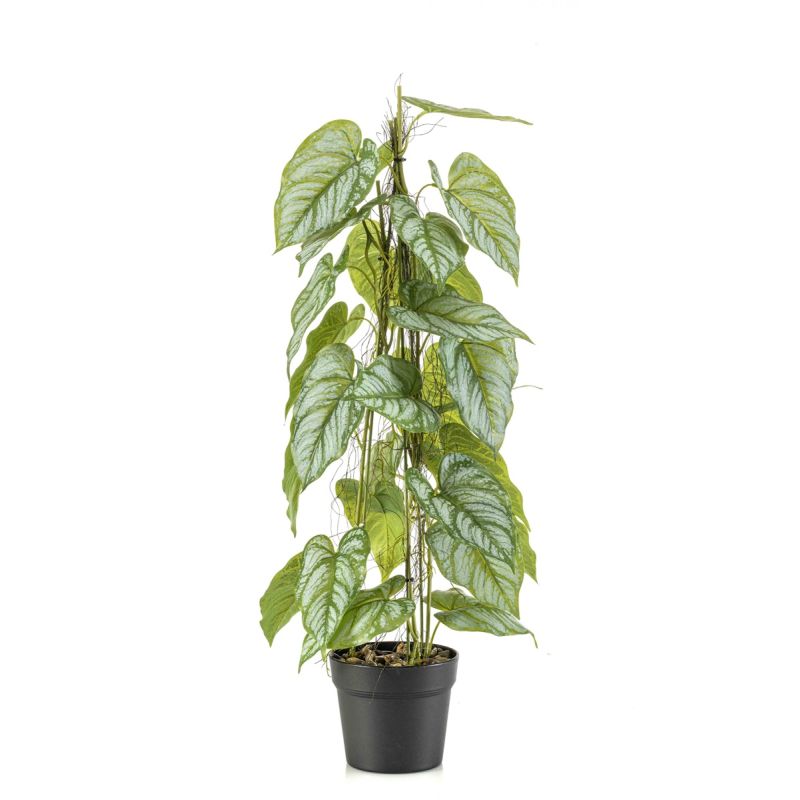 Anthurium on stem in pot 80cm