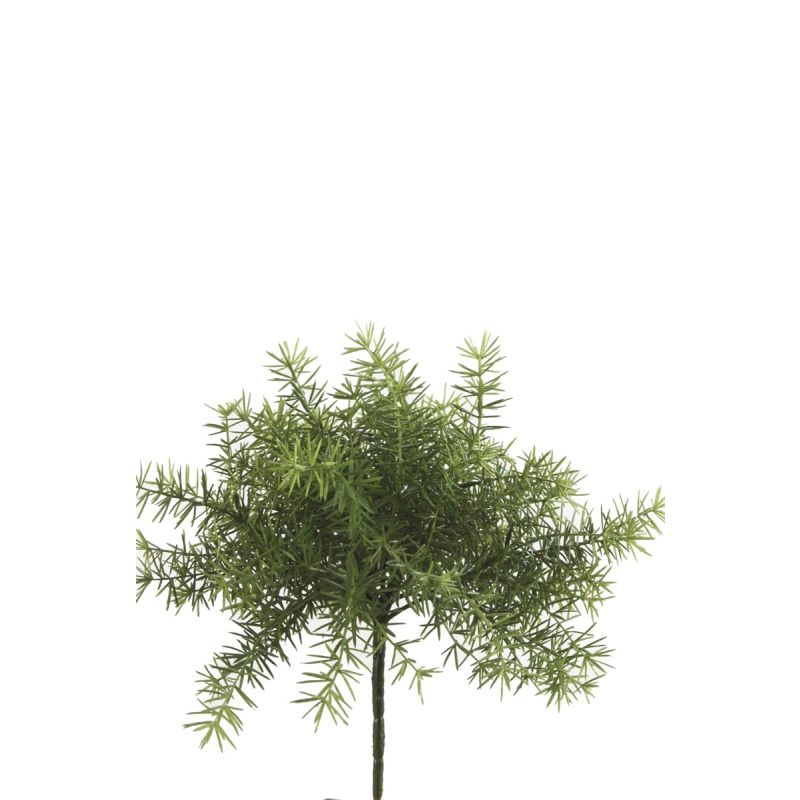 Asparagus bush lt green 10cm