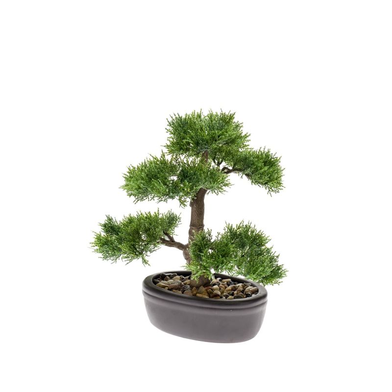 Cedar bonsai on plate 32cm