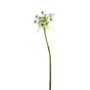Ornithogalum spray white 63cm
