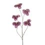 Phalaenopsis spray x5 purple 110cm