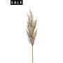 Pampas grass spray cream 92cm