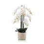 Phalaenopsis plant white in ceramic pot 100cm