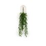 Boxwood hanging bush 75cm
