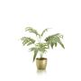 Phlebodium bush grey/ green 70cm in pearlgold pot