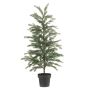 Picea tree in pot 120cm