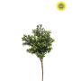Buxus bush UV 30cm