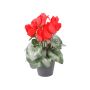 Cyclamen bush dep red in pot 25cm