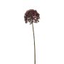 Allium spray burgundy 63cm