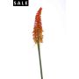 Kniphofia spray red/orange 85cm