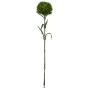 Dianthus spray green 55cm