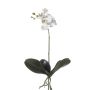 Phalaenopsis plant white 45cm