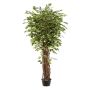 Ficus benjamina liana deluxe tree 205cm