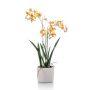 Renanthera orchid yellow/orange in pot 56cm