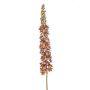 Eremurus spray brown/bronze 110cm