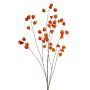Physalis spray orange 135cm