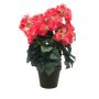 Begonia bush hot pink 30cm in black pot